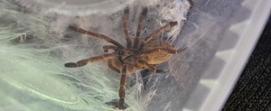 Vogelspinne Murinus 0.1