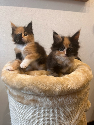 Wunderschöne Maine Coon Kitten