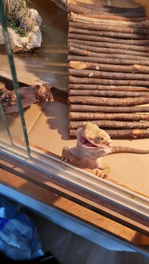 Bartagame Franky (m) 3Jahre alt 