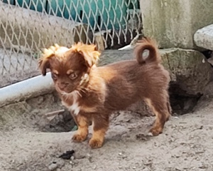 Chihuahua Welpen in Schoko suchen liebevolles Zuhause 
