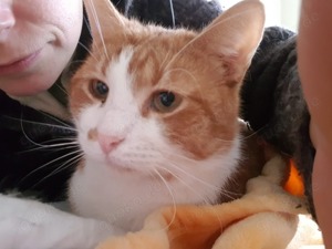 toller junger Kater Rocco sucht ein schönes Zuhause (FIV+)