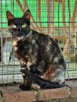 wunderschöne, zutrauliche junge Katze Esmeralda sucht ein tolles Zuhause