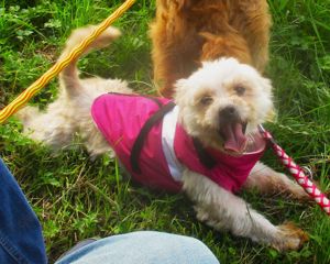 Lieber Havaneser   Lhasa Apso Rüde sucht ein liebevolles Zuhause auf Lebenszeit