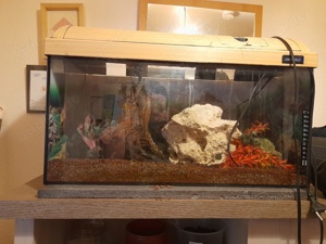 60 l aquarium