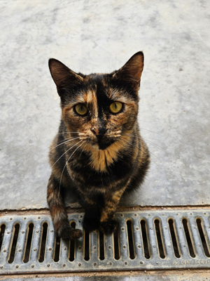 Bildhübsche Schildpatt-Katze Sandratix such ein tolles Zuhause mit Artgenossen