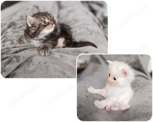 9 Reinrassige Maine Coon Kitten