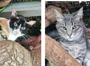 arme junge Katzen Khal und Khalessi sind im Tierheim völlig überfordert