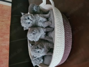 Deckkater  BKH erfahren mit Stammbaum! Bild 10