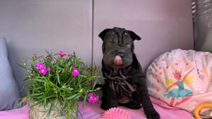 Shar Pei Welpen 