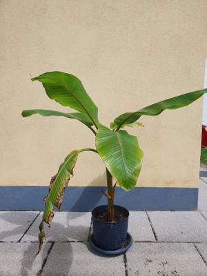 Banane- Musa velutina  rosa Keniabanane