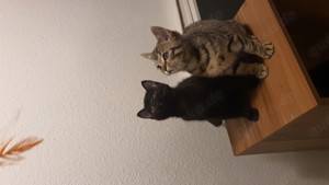 3 wunderschöne BKH Kitten 