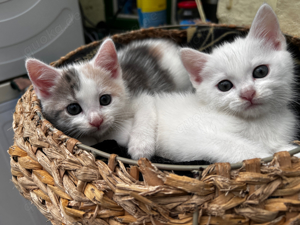 Wunderschöne Kitten suchen ein liebevolles Zuhause