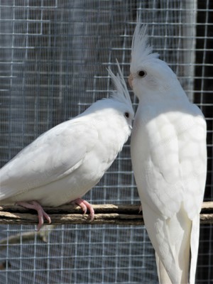 Nymphensittich-Hennen in Albino aus Juni  24