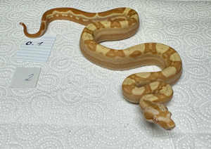 Boa Constrictor Imperator Albino Sharp Linie