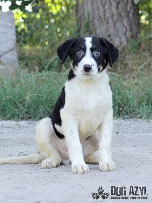 Hübscher Border Collie Mischling Welpe Pepito