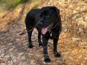 Labrador Deckrüde schwarz mit ZZL