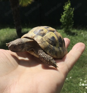 Griechische Landschildkröten 2 Jahre alt suchen Zuhause 