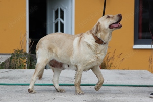 blonde Labrador Hündin 
