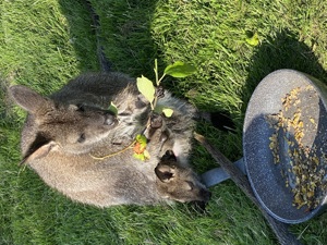 Wallaby Bennett Känguru