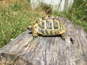 Griechische Landschildkröten 4 Jahre alt suchen neues Zuhause 