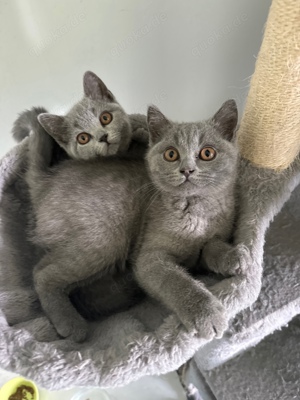 2 Babykitten abzugeben