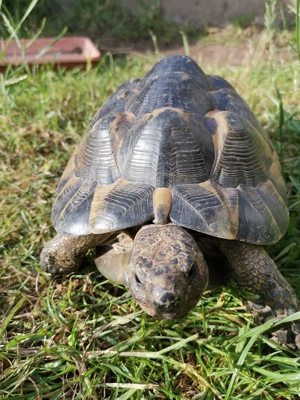 Maurische Landschildkröten