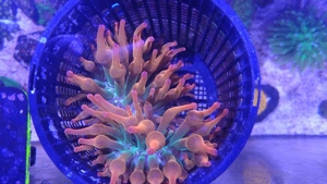Korallen Anemonen 