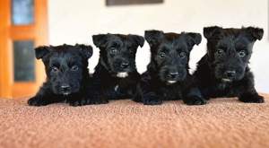 Scottish Terrier