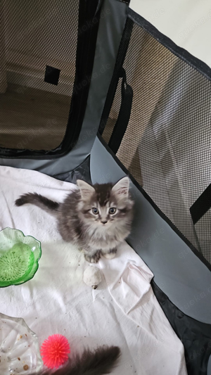 kitten bkh Maine coon mix 