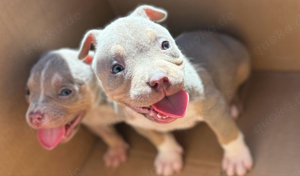  American Bully Pocket Welpen mit ABKC Pedigree