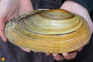 Teichmuscheln Mittel bis Xxl 