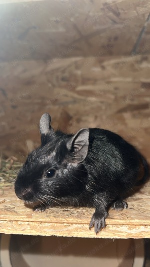 Degus 3 mädchen schwarz