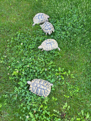 griechische Landschildkröte Testudo Hermanni