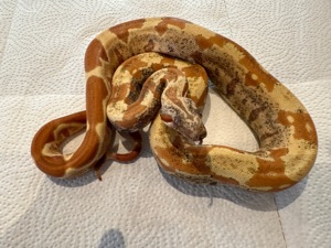 1,0 Sunglow VPI Aztec IMG Boa constrictor  Bild 1