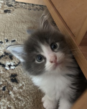 Maine Coon Kitten männlich 