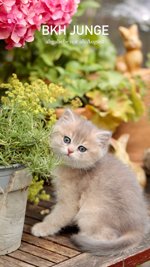 BKH Britisch Kurzhaar Kitten  Männchen in blau-gold