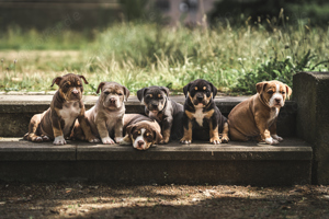 American Bully Welpen 