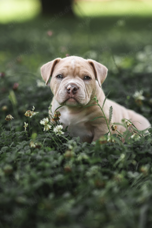 American Bully Welpe Rüde 