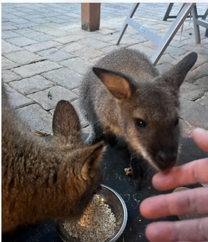 Wallaby Rotnacken Känguru