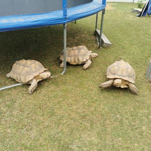 2 männliche Spornschildkröten 