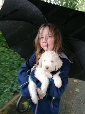 Lagotto Romagnolo   Italienischer Wasserhund   Trüffelhund