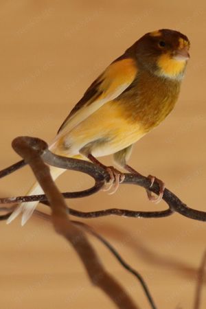 Verkaufe junge Kanarien Vögel