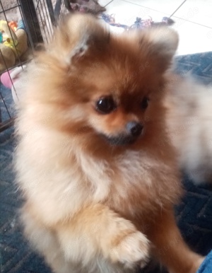 pomeranian zwergspitz welpen