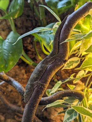 1,1 Eurydactylodes occidentalis CB22 Chamäleongecko Neukaledonien 