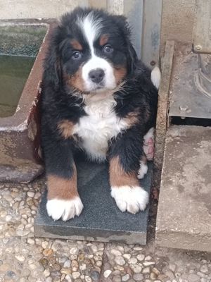 Berner Sennenhund Welpen