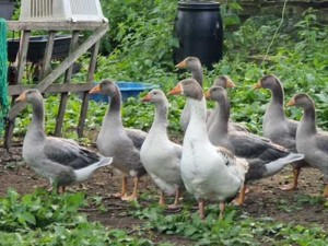 Schöne junge Gänse vom Frühjahr abzugeben 