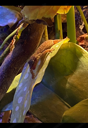 *ANGEBOT* Jungferngeckos (Lepidodactylus lugubris)