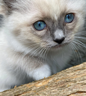 Ragdoll Kitten Babys Katze Kater