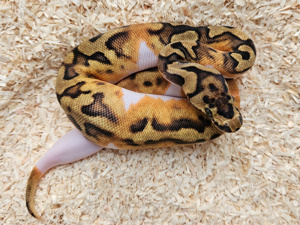 0.1 Enchi Clown Piebald NZ24 Königspython, Python Regius Weibchen 