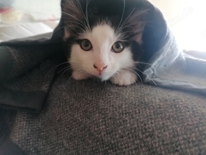 Kitten MainCoonMix sucht neues Zuhause 
